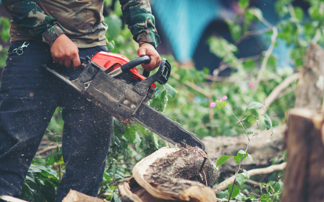 Tree Root Removal