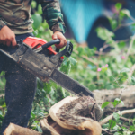 Tree Root Removal