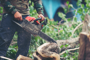 Tree Root Removal