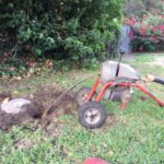 Tree Root Removal