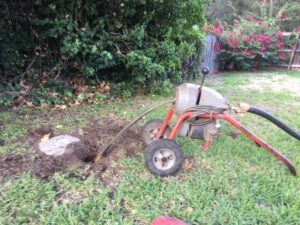 Tree Root Removal